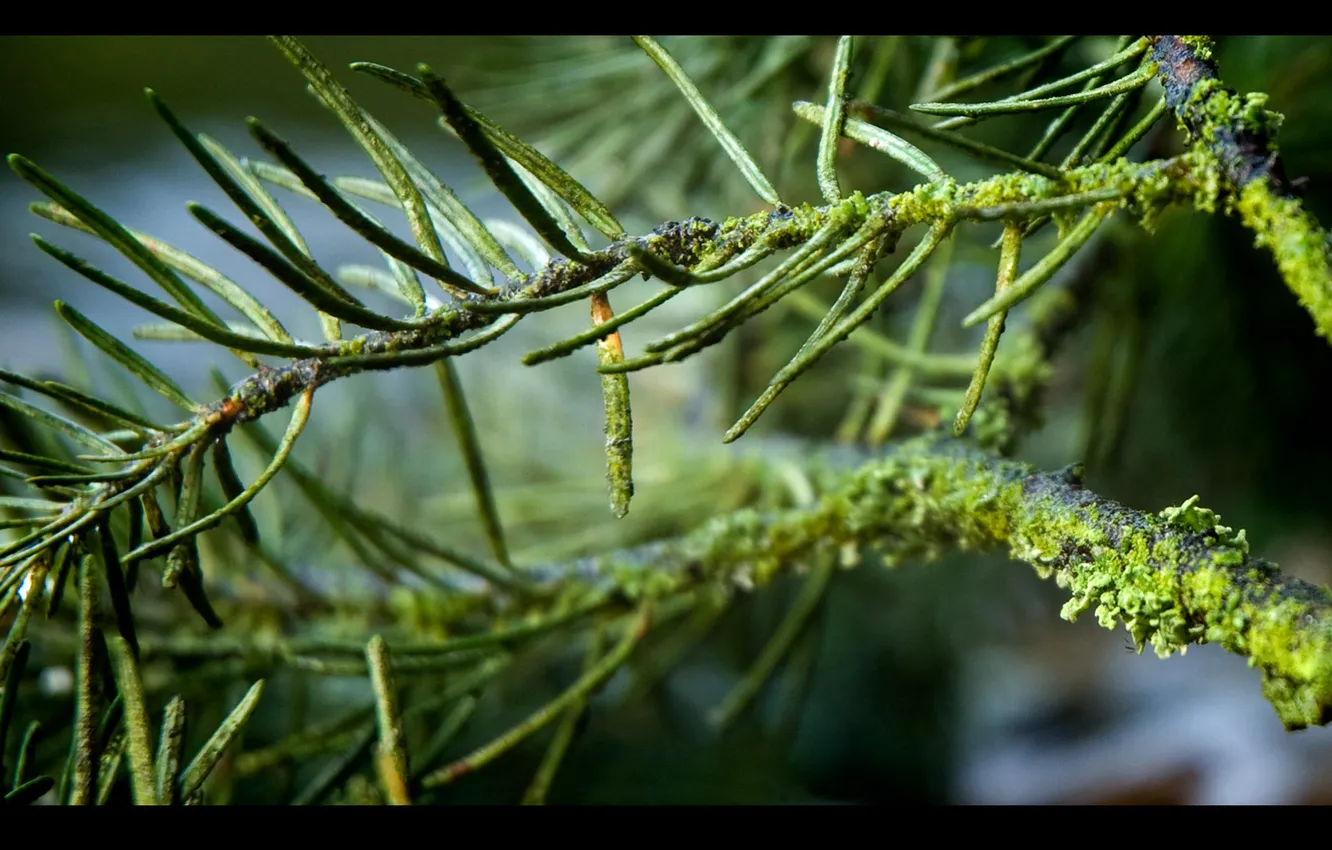 Photo wallpaper branches, moss, pine