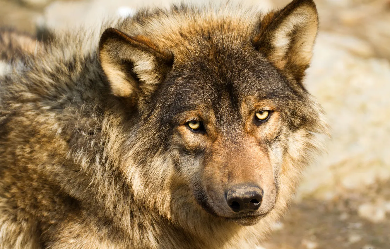 Photo wallpaper look, face, wolf, predator