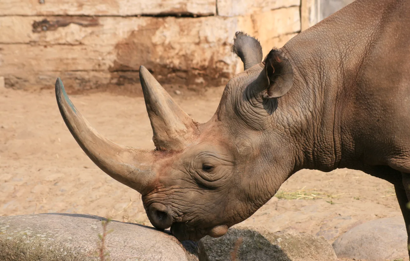 Photo wallpaper stones, touch, Berlin zoo (Zoologischer Garten Berlin, the touch of lips, Black Rhino, Berlin Zoological …