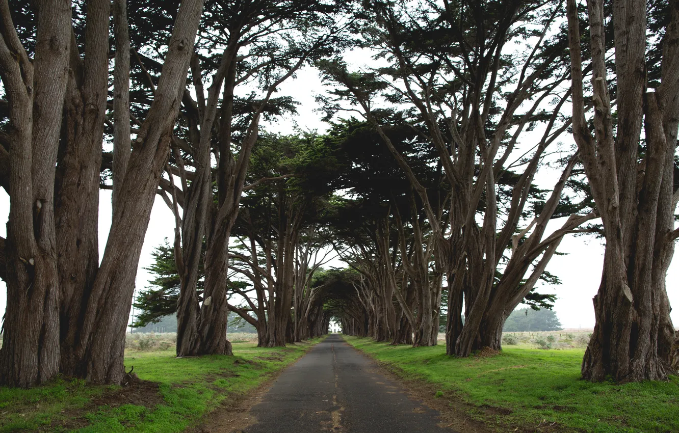 Photo wallpaper road, grass, trees, nature