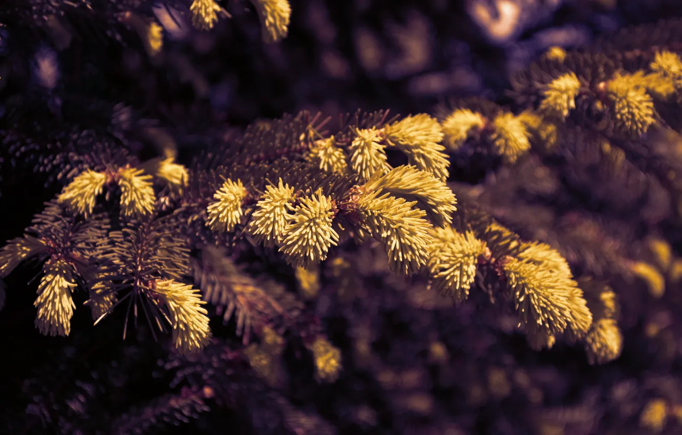 Photo wallpaper trees, needles, branches, spruce, needles