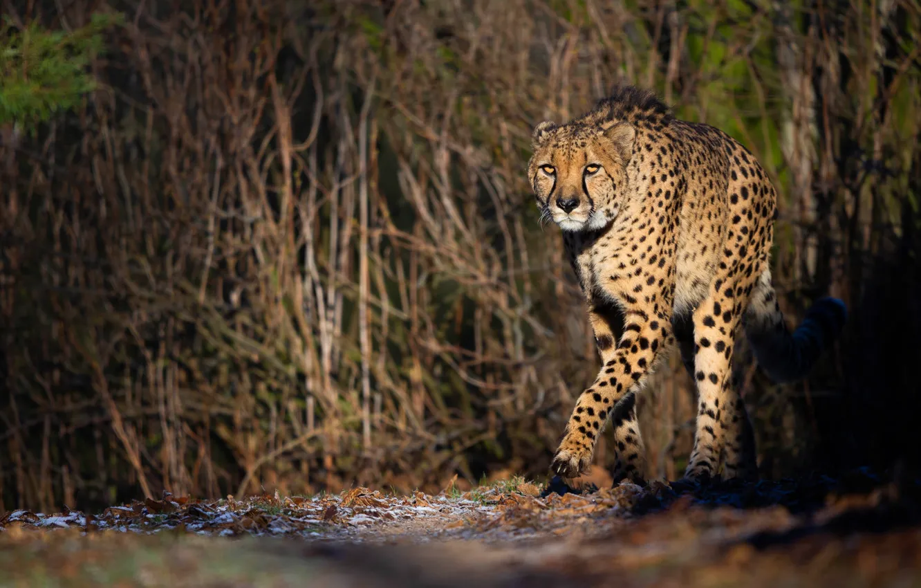 Photo wallpaper forest, look, light, branches, nature, pose, the dark background, thickets
