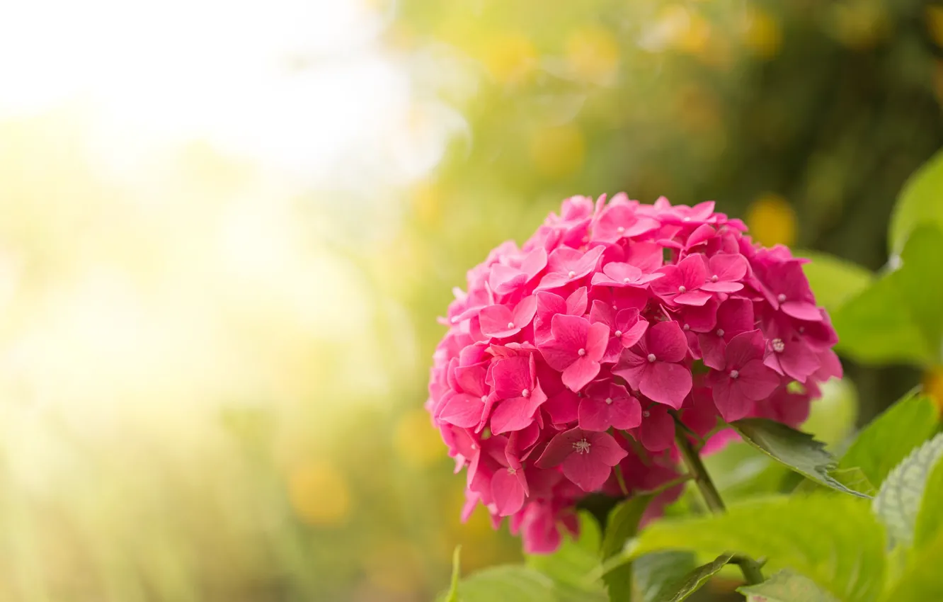 Photo wallpaper light, bokeh, hydrangea
