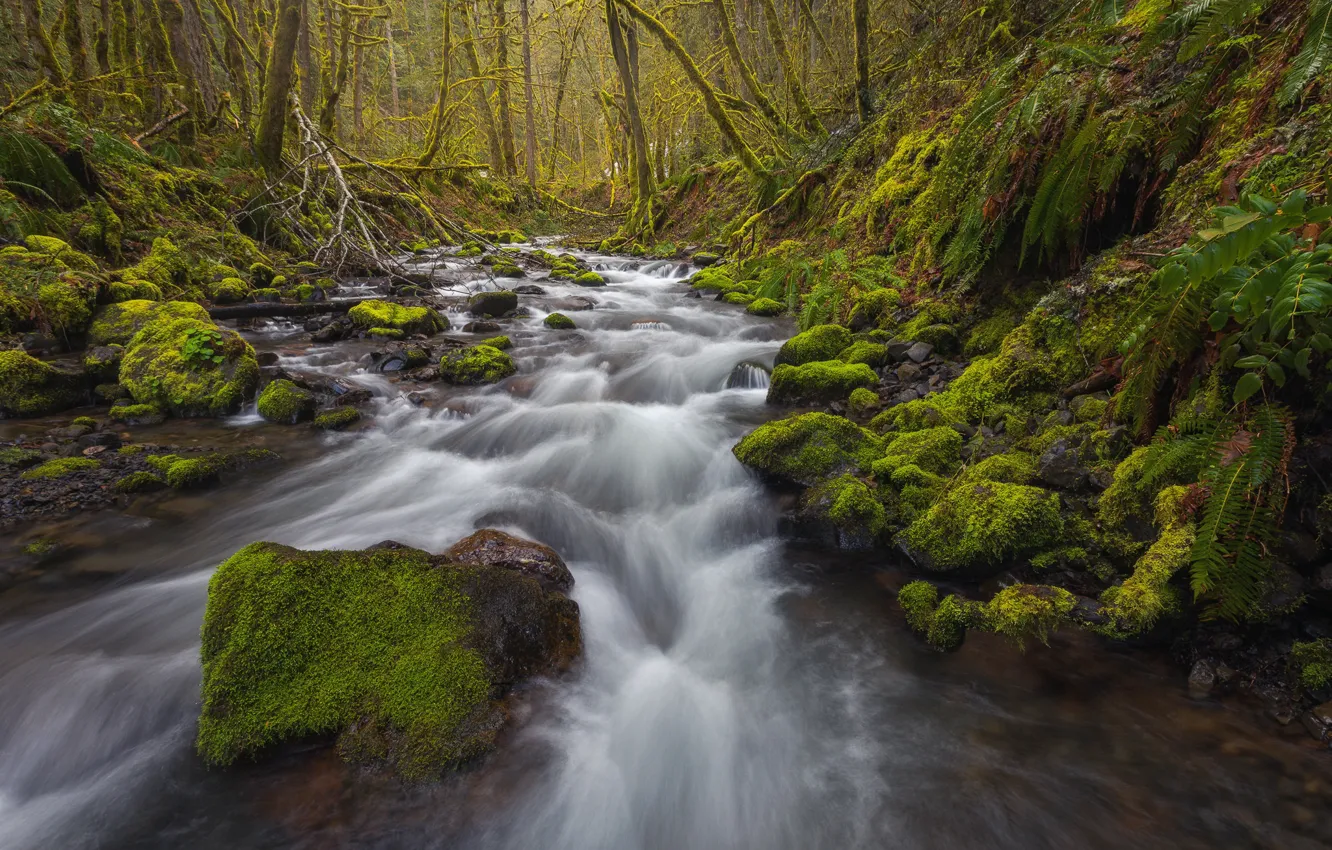 Photo wallpaper forest, stream, moss, Oregon, river, Oregon, Columbia River Gorge, the Columbia river gorge