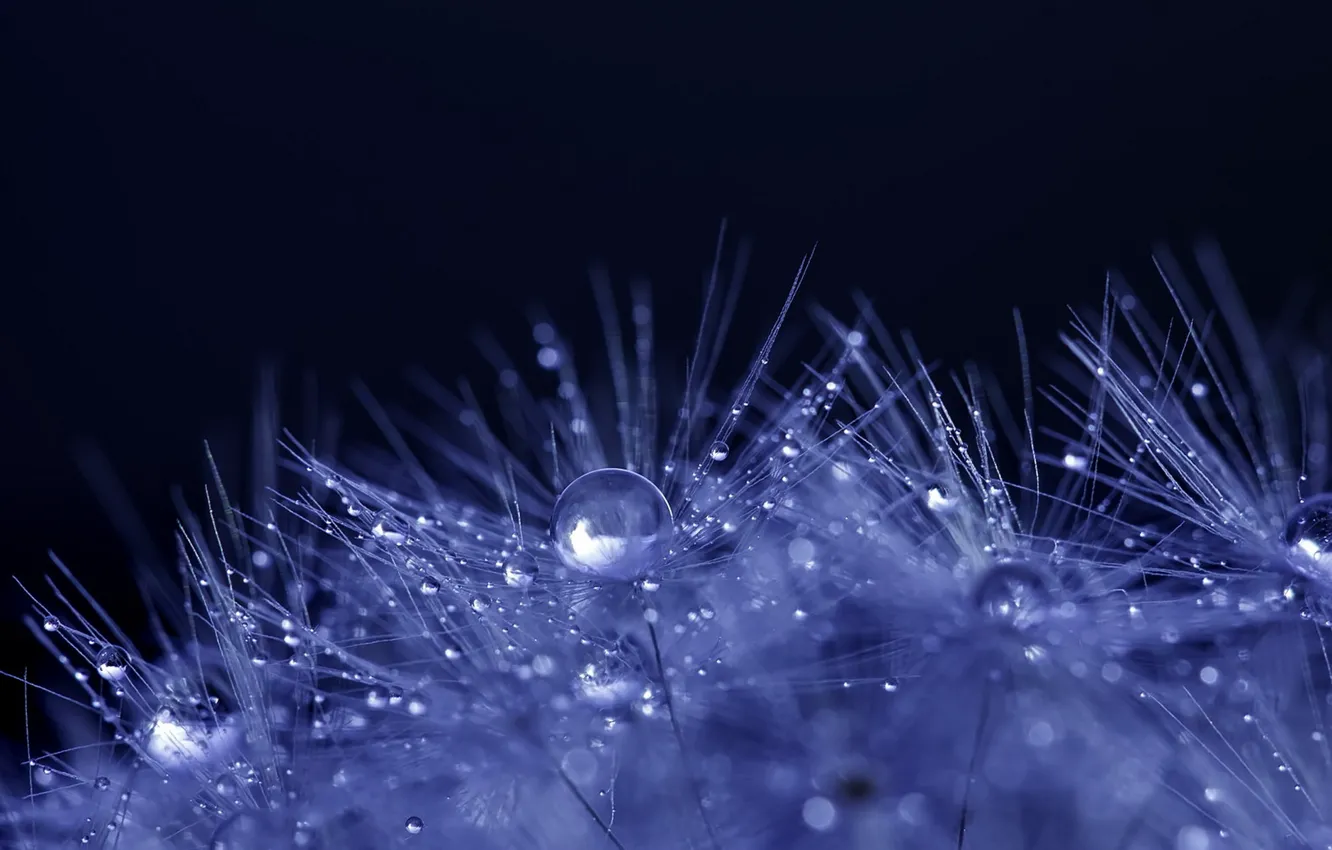 Photo wallpaper drops, macro, nature