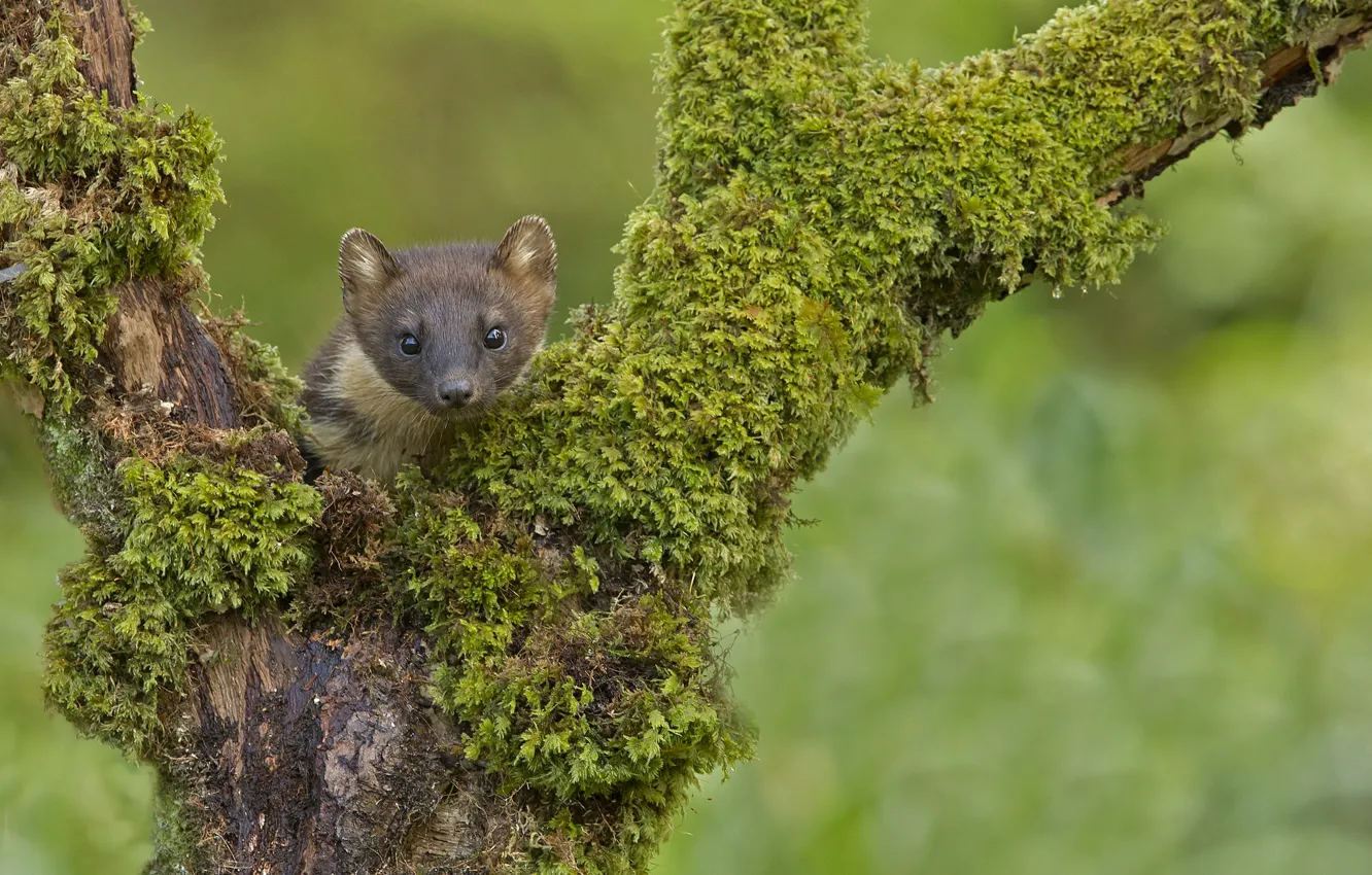 Photo wallpaper look, trees, muzzle, marten