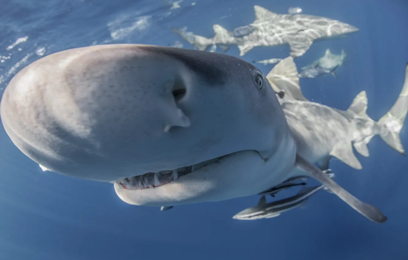 Photo wallpaper fish, Lemon Shark, Negaprion brevirostris