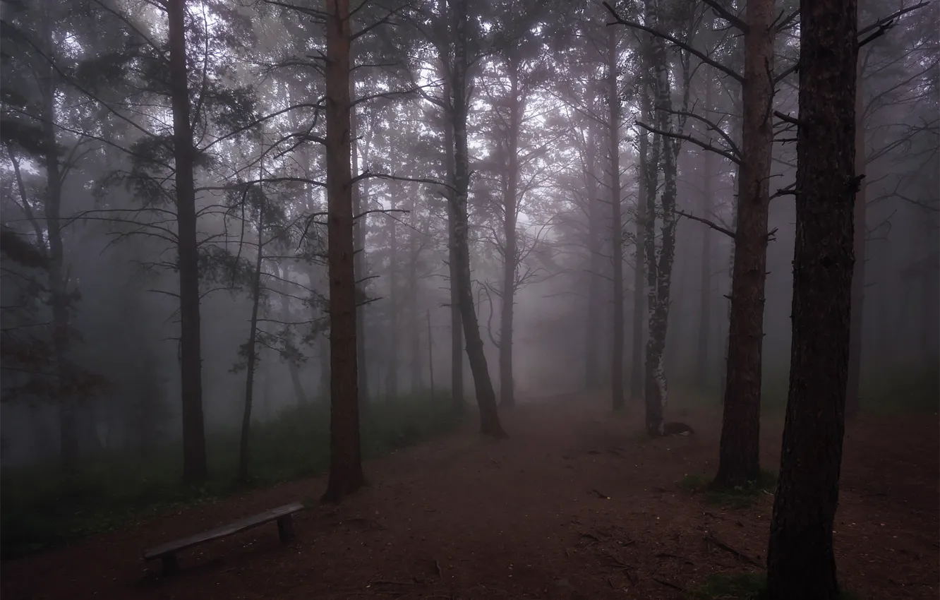Photo wallpaper forest, light, trees, landscape, bench, branches, nature, fog