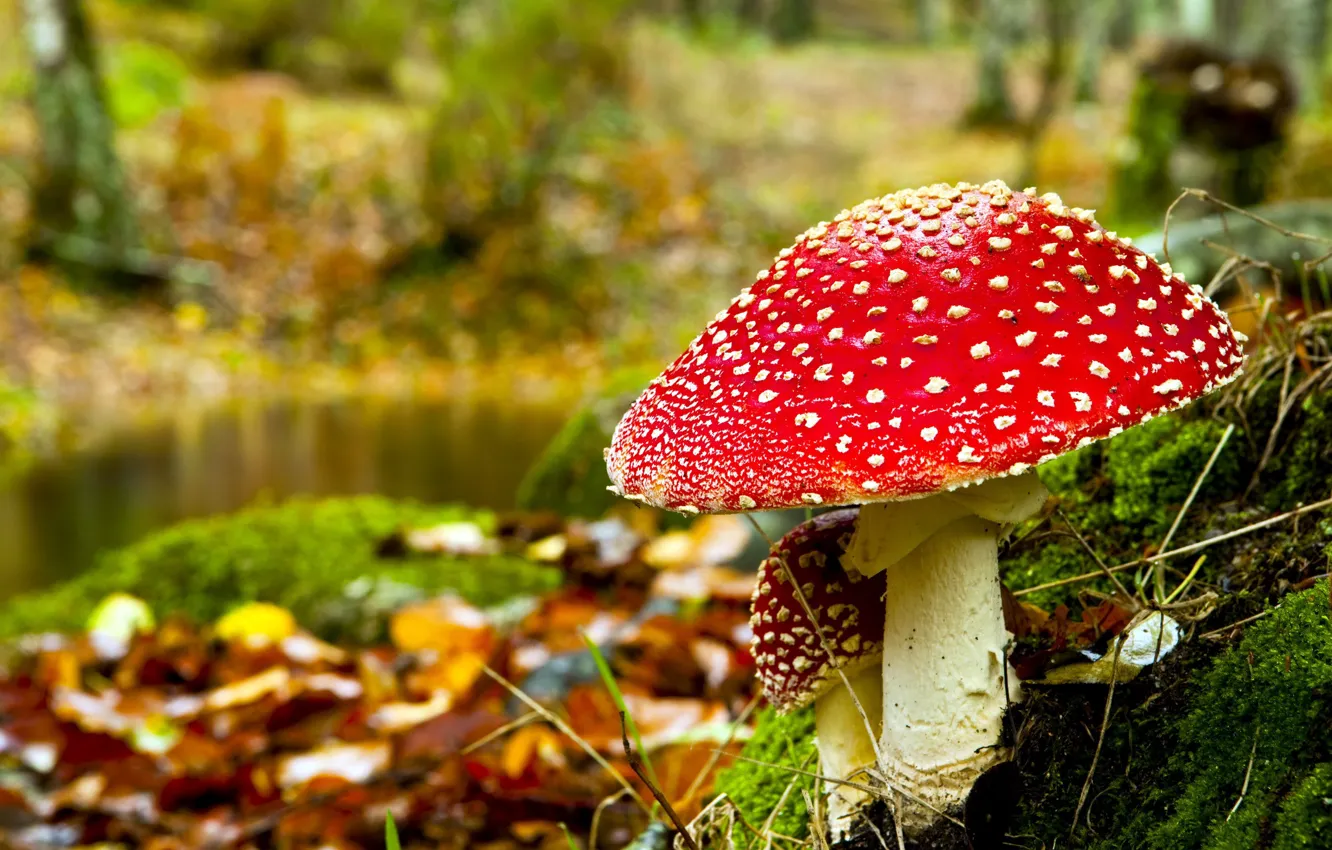 Photo wallpaper autumn, macro, mushroom, mushroom