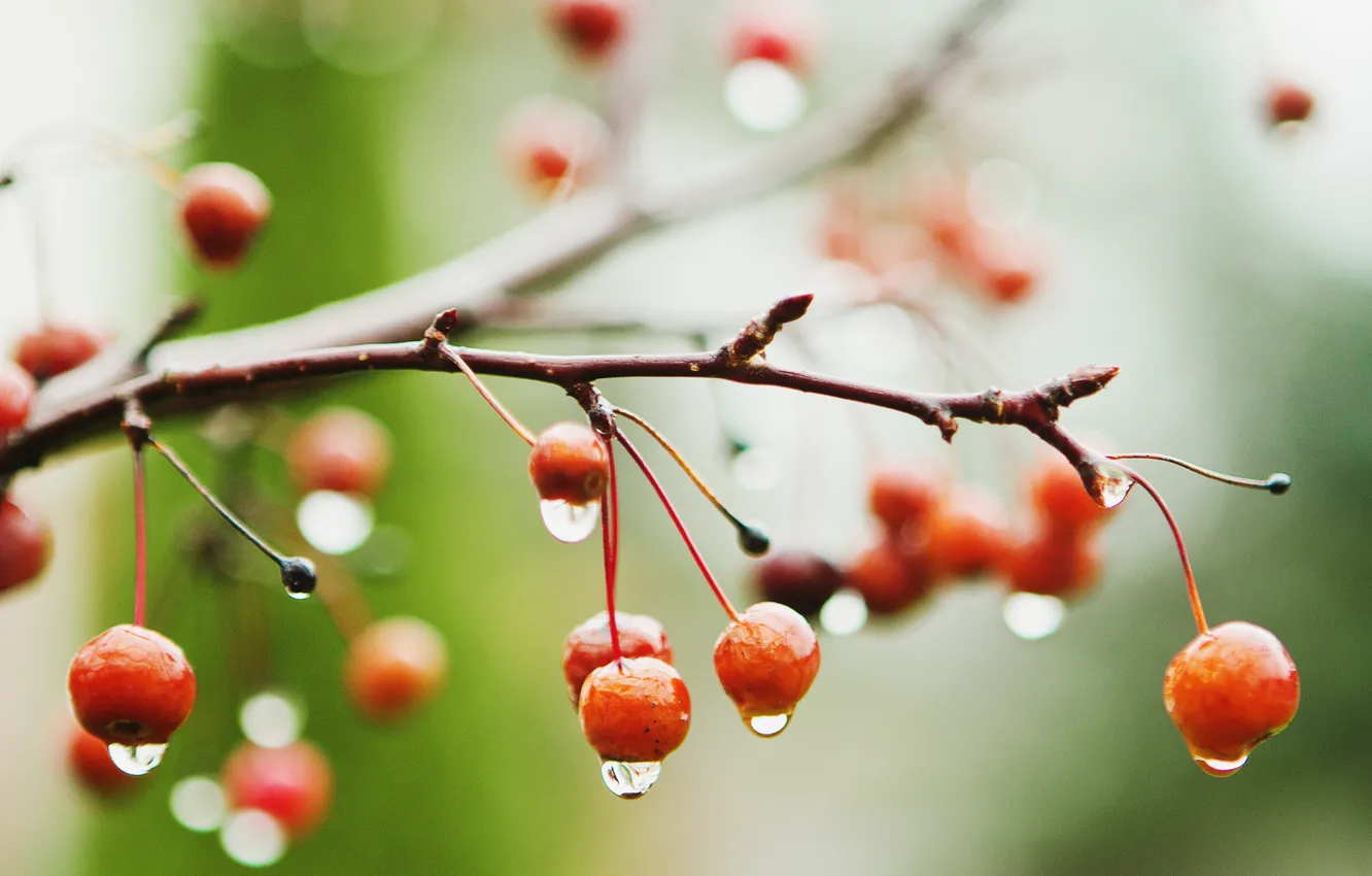 Photo wallpaper wet, macro, berries, rain, branch, cherry