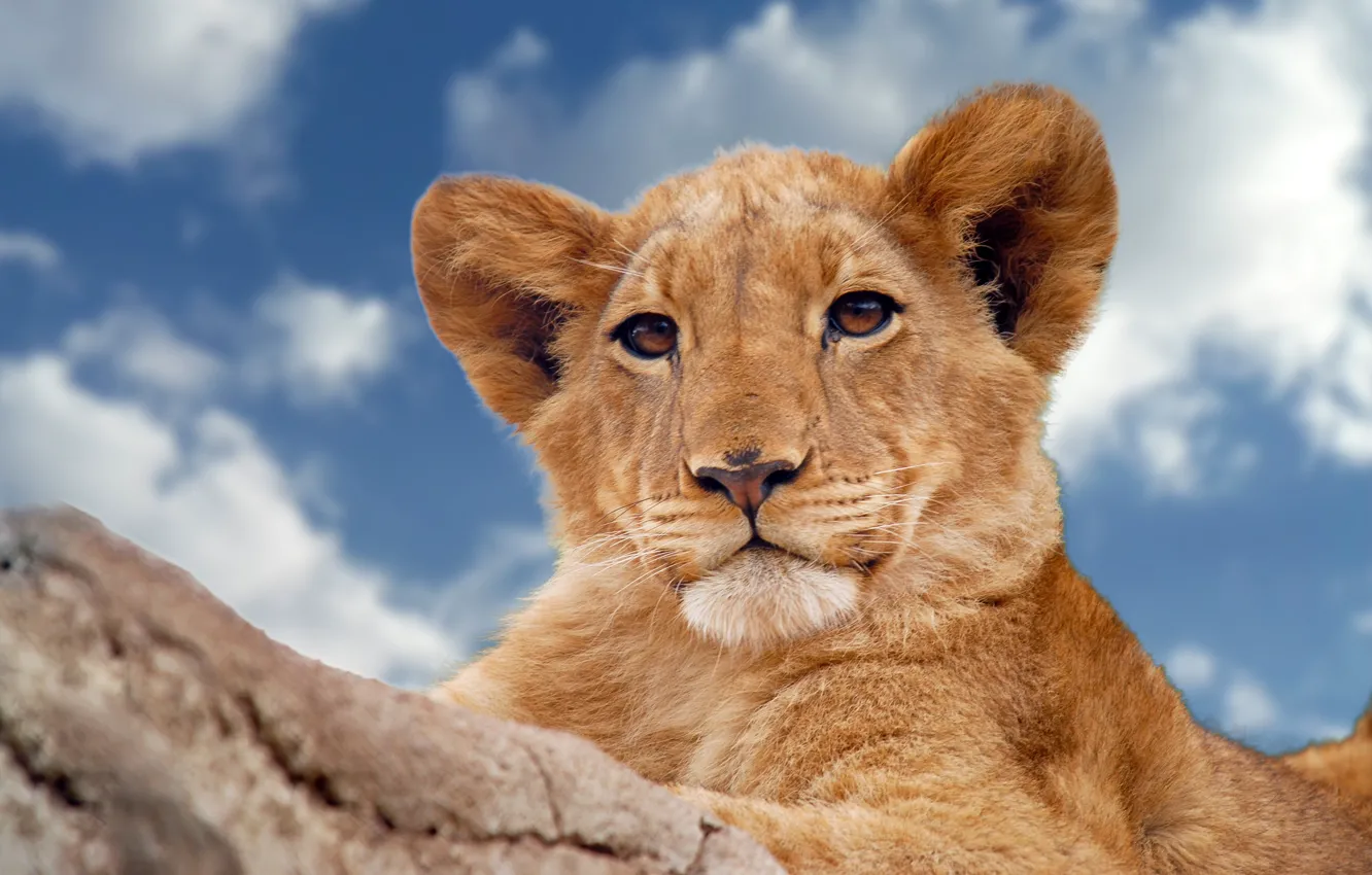 Photo wallpaper the sky, look, wild cat, lion, young lion