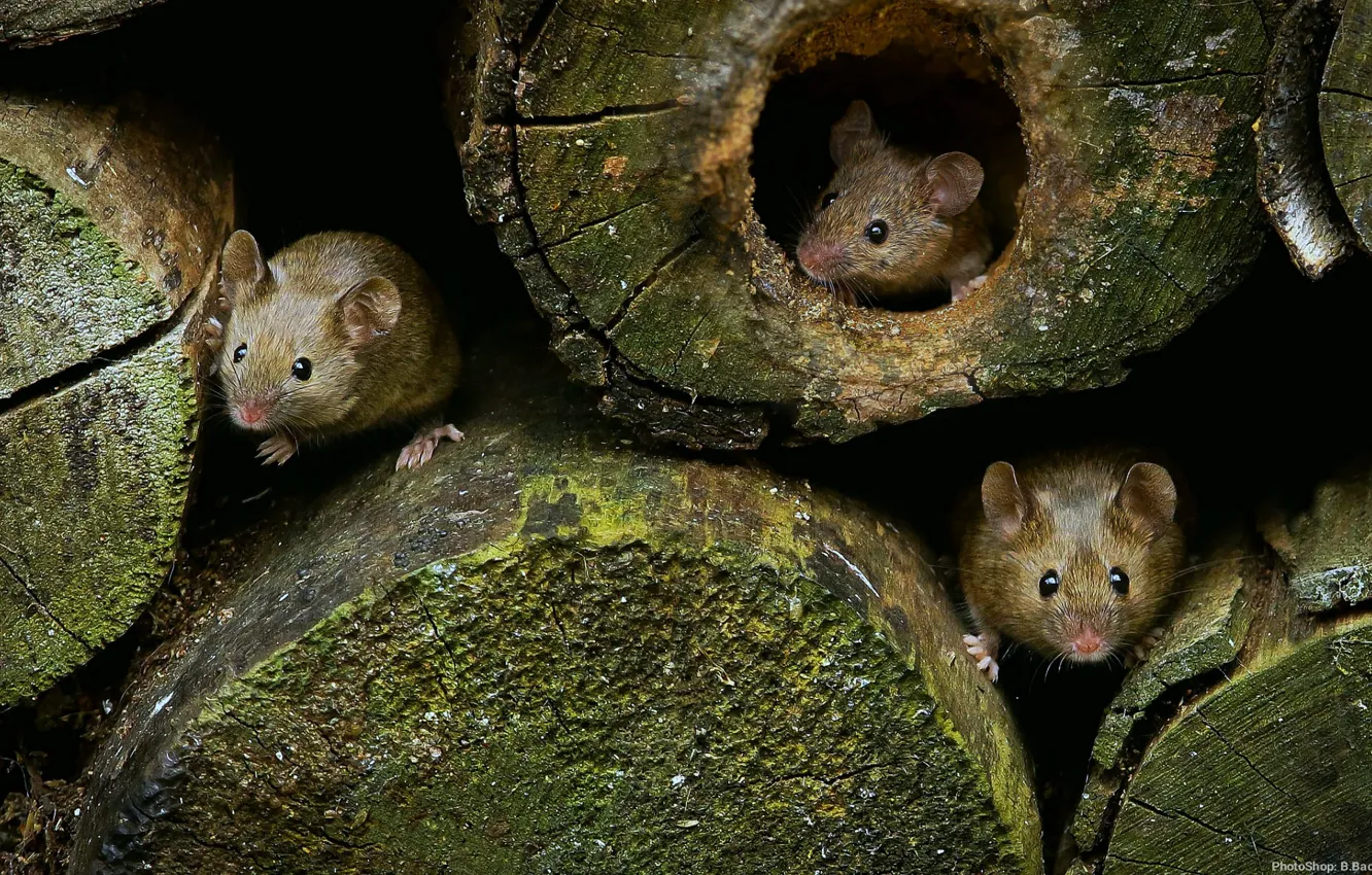 Photo wallpaper mouse, curiosity, September