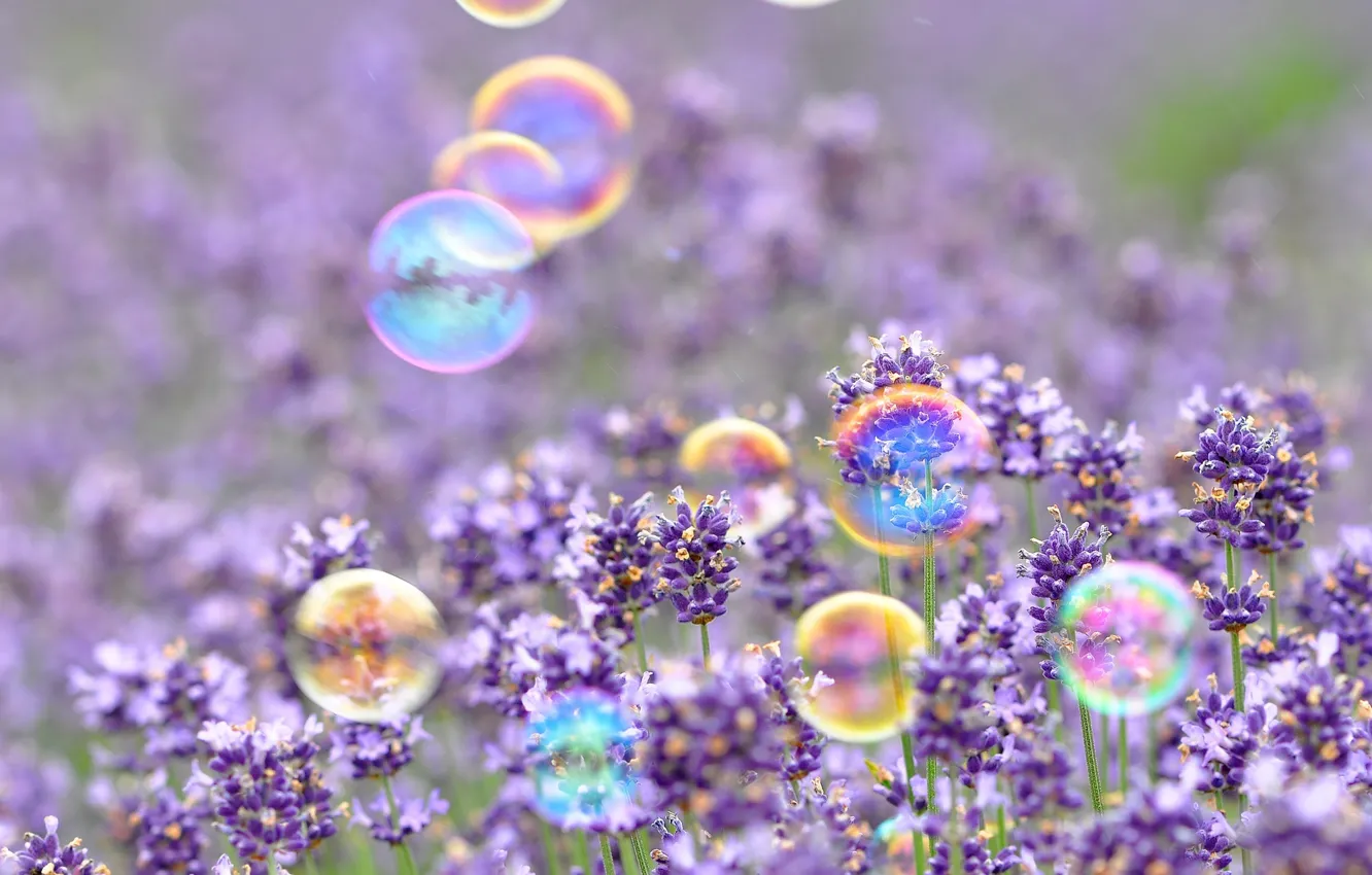 Photo wallpaper purple, flowers, background, Wallpaper, mood, bubbles, wallpaper, flowers