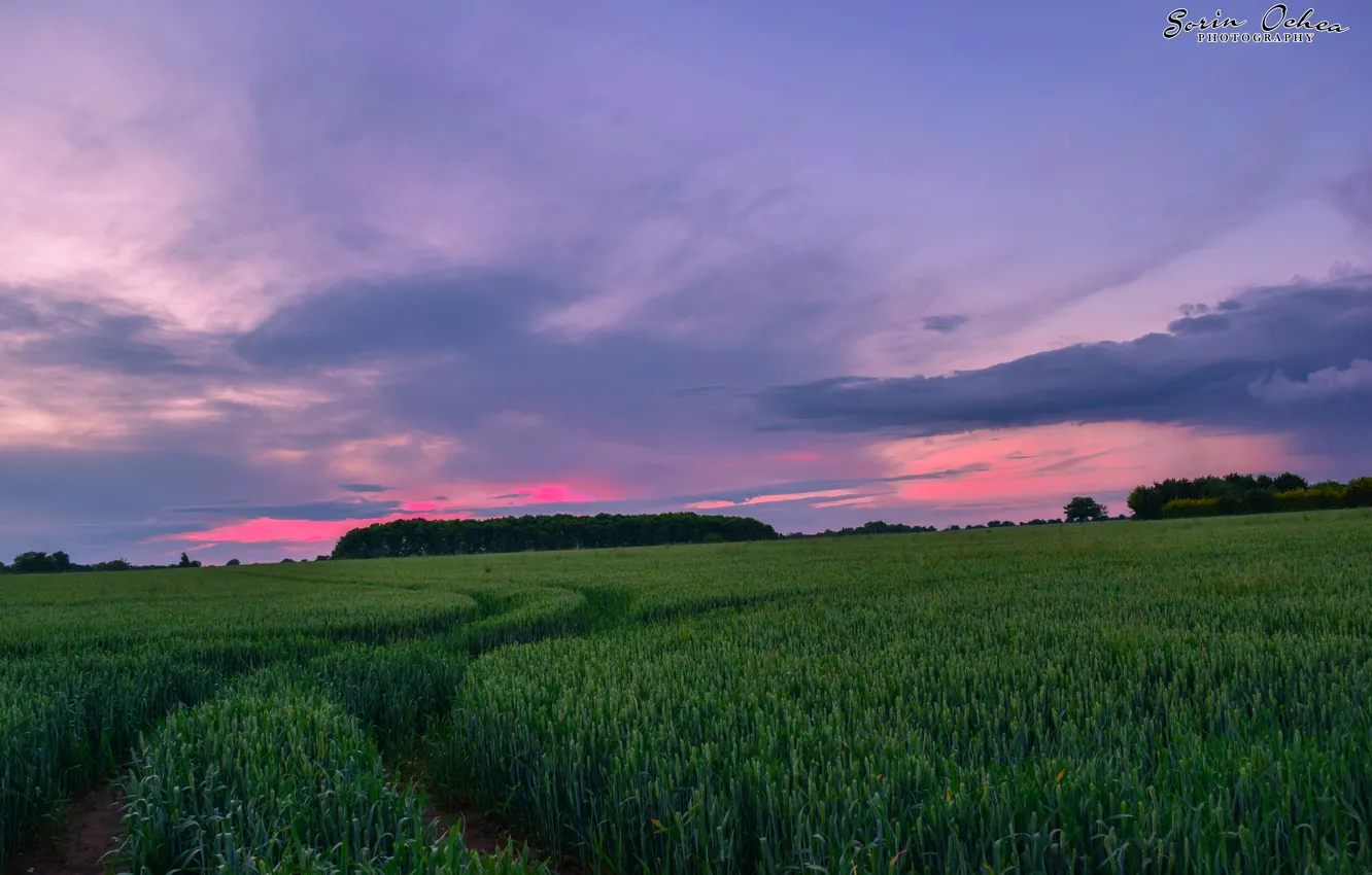 Photo wallpaper green, forest, sky, nature, sunset, cloud, landscapes, sun