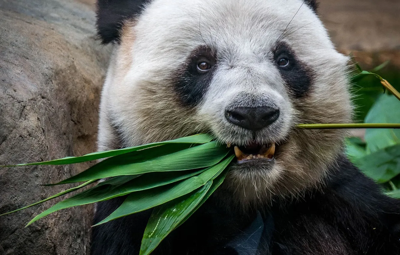 Photo wallpaper China, bear, animal, wildlife, panda