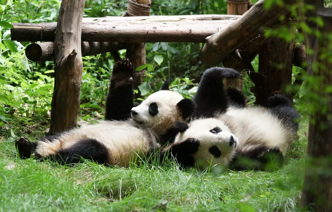 Photo wallpaper grass, face, leaves, nature, pose, stay, two, bear