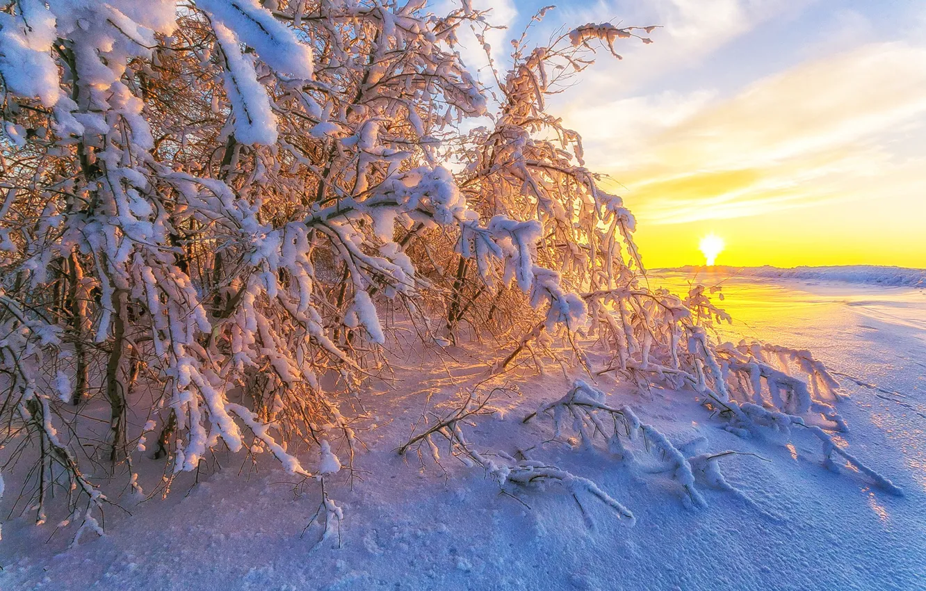 Photo wallpaper winter, snow, trees, nature, dawn, Paul Sahaidak