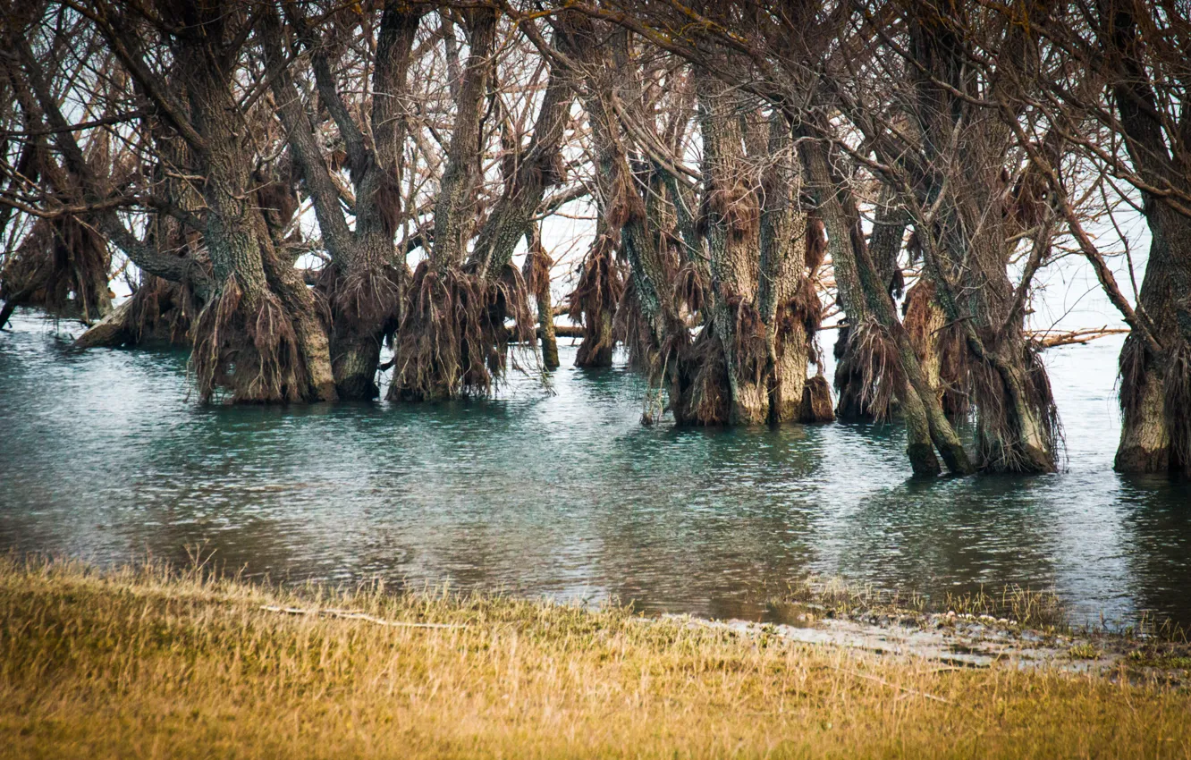 Photo wallpaper water, trees, spring, flood