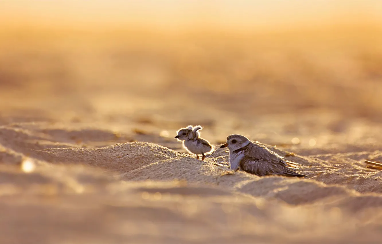 Photo wallpaper bird, chick, yellow-footed Plover