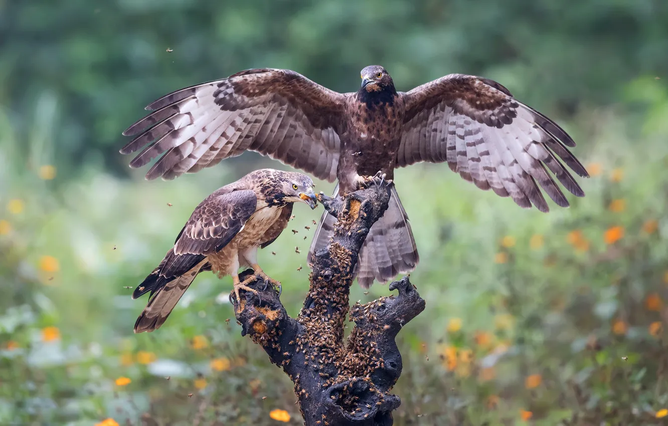 Photo wallpaper look, flowers, nature, pose, bird, glade, two, wings