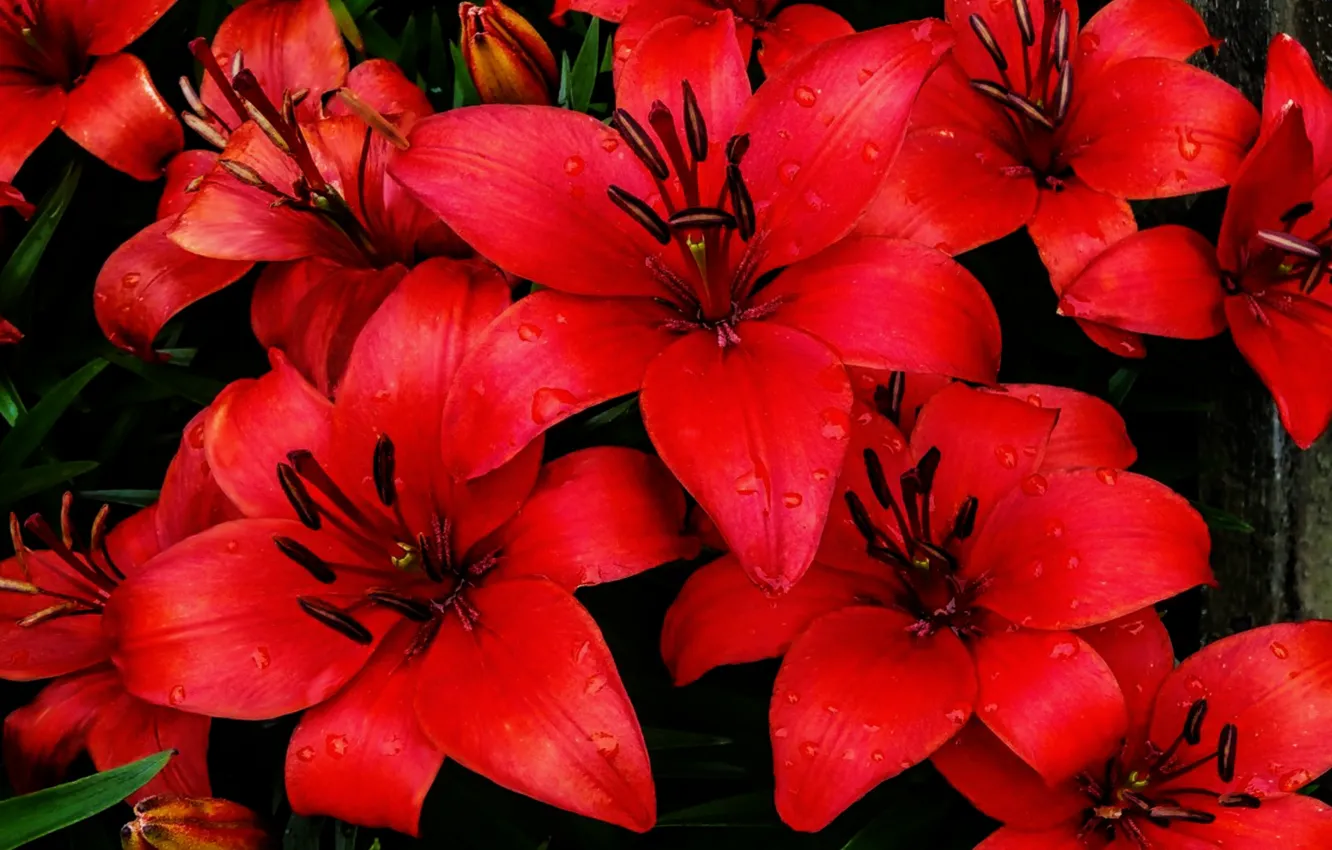 Photo wallpaper red, garden, spring, plant, natura, floral, wild flowers