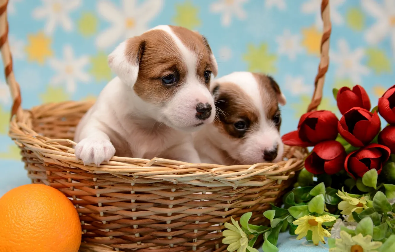Photo wallpaper flowers, basket, orange, puppy