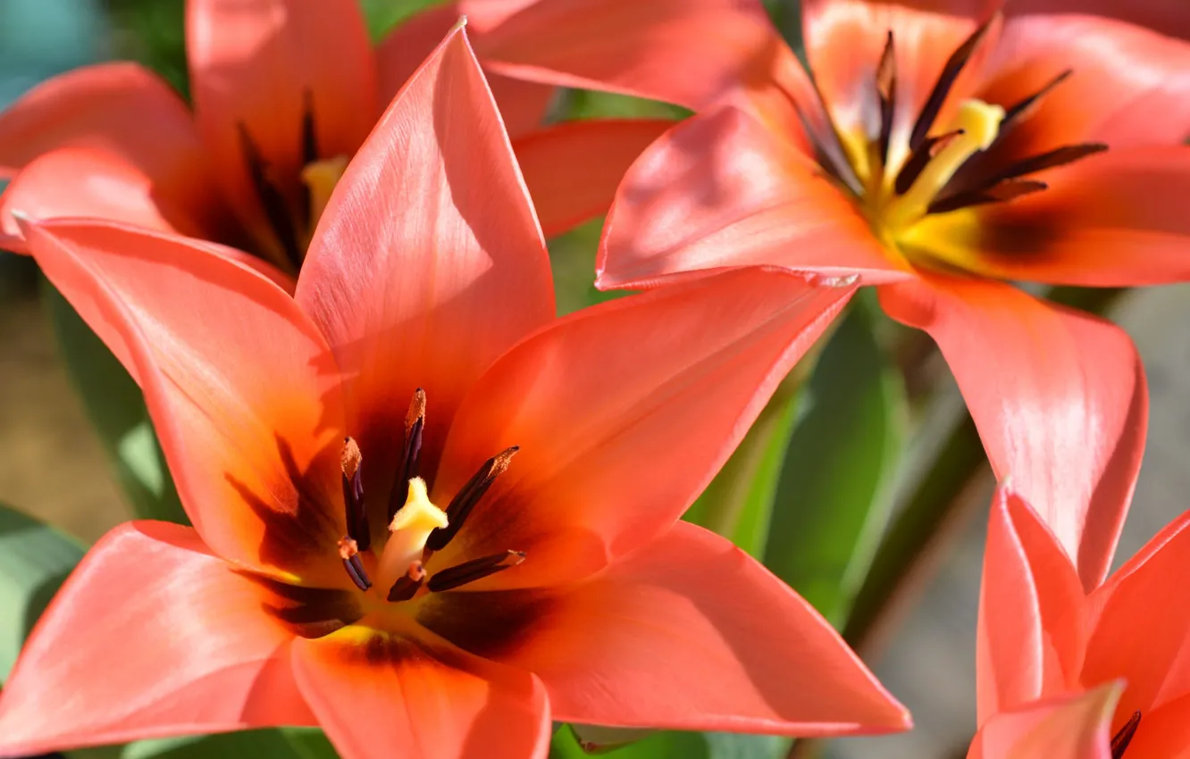Photo wallpaper macro, petals, tulips