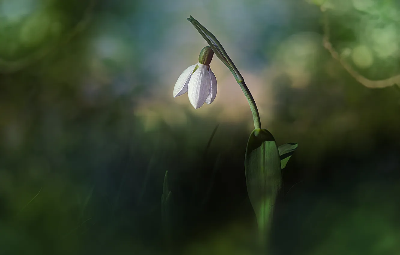 Photo wallpaper flowers, spring, snowdrops