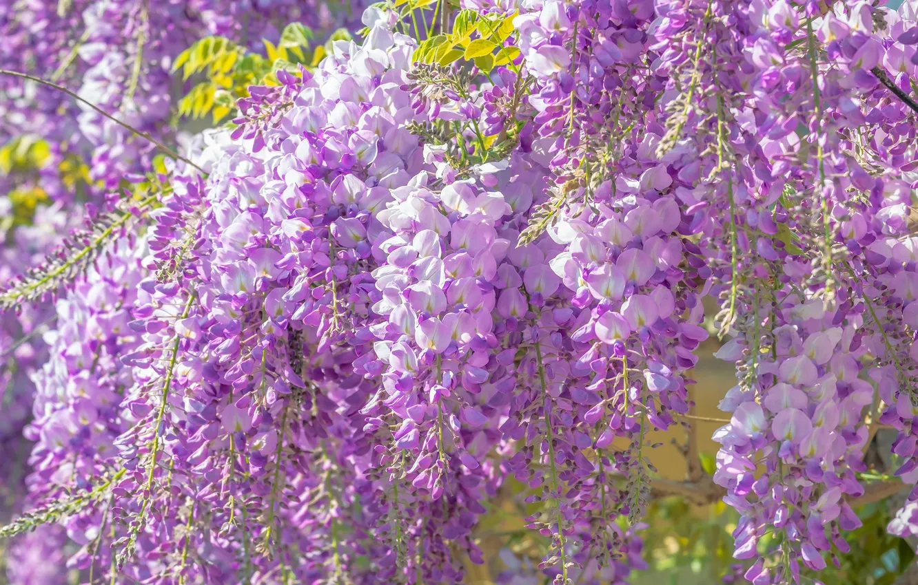 Photo wallpaper light, flowers, Bush, spring, flowering, inflorescence, lilac, Liana