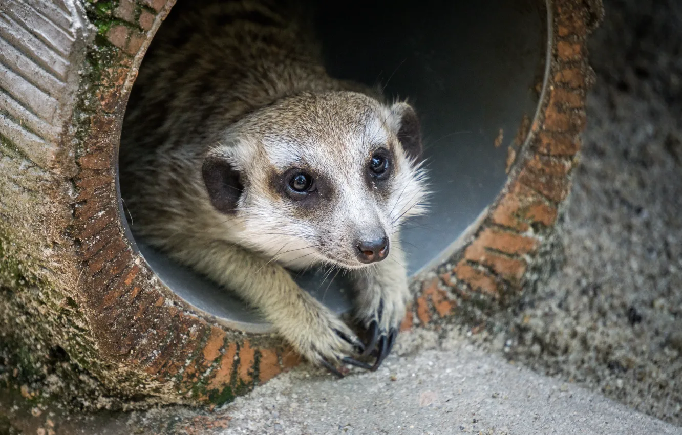 Photo wallpaper animal, Malaysia, mammal, sunway