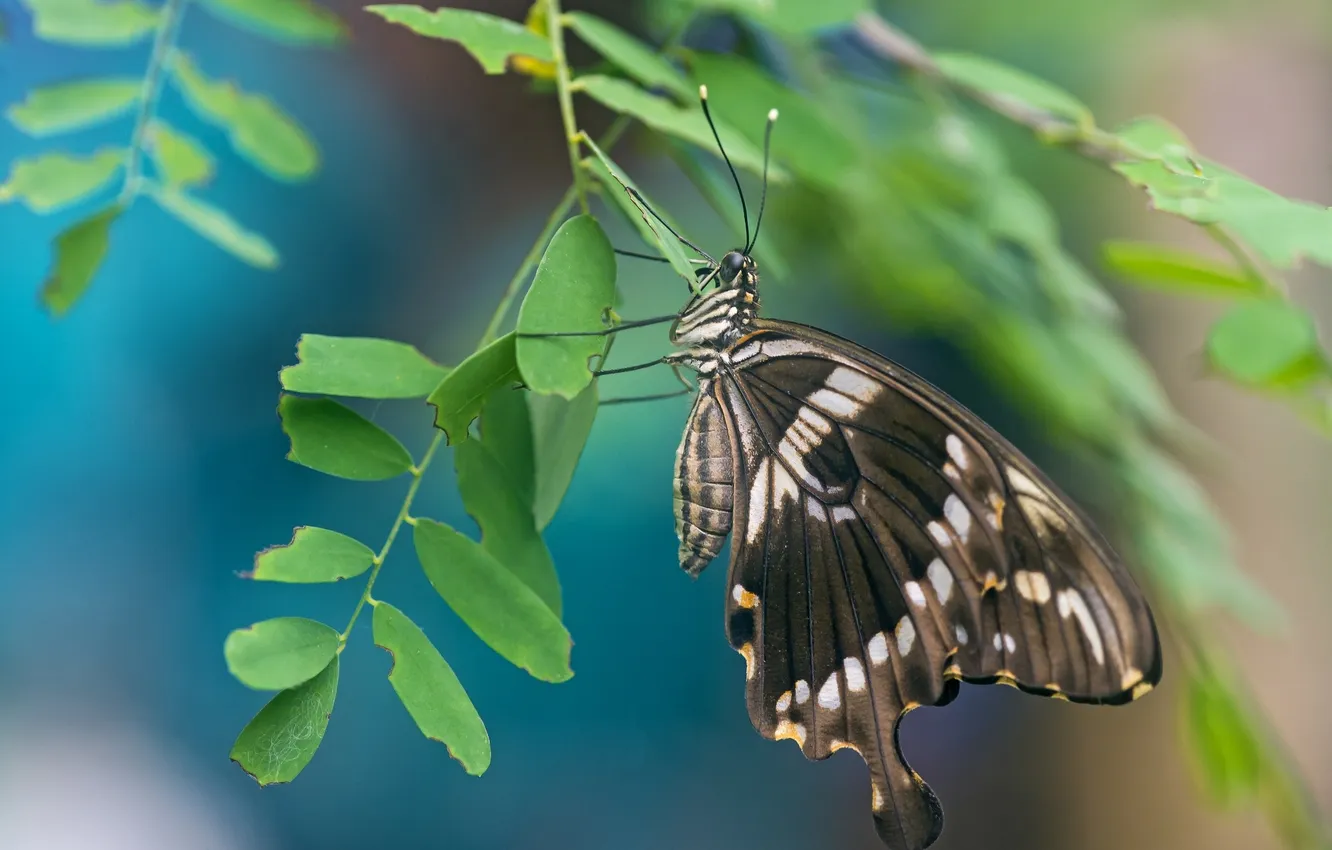 Photo wallpaper leaves, macro, butterfly