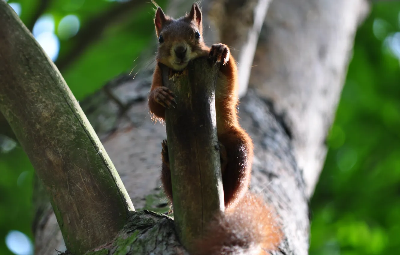 Photo wallpaper trees, Park, protein, lies