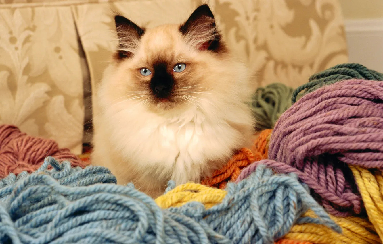 Photo wallpaper cat, color, thread, breed, knitting, Burmese