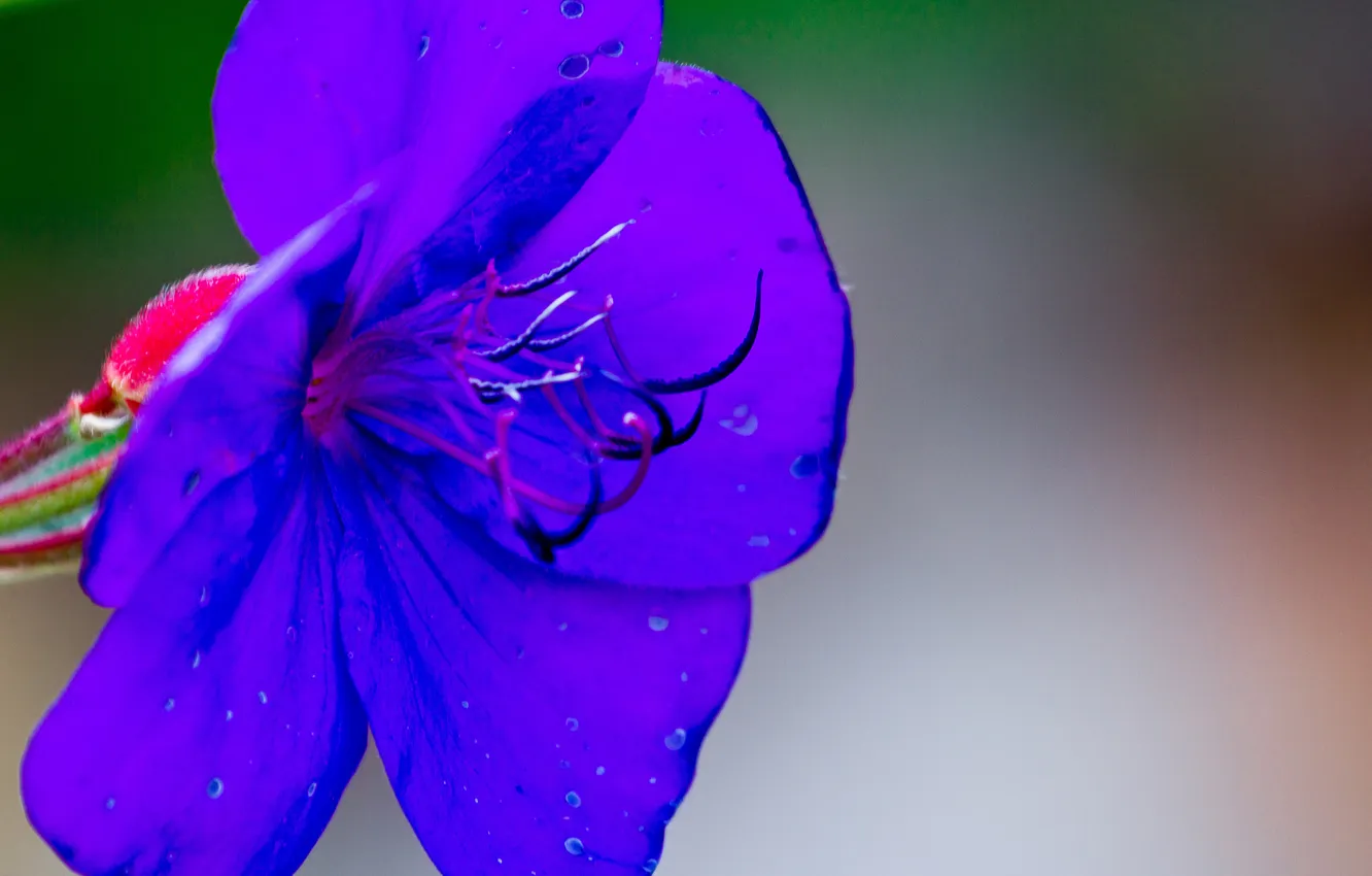 Photo wallpaper flowers, nature, plant, petals