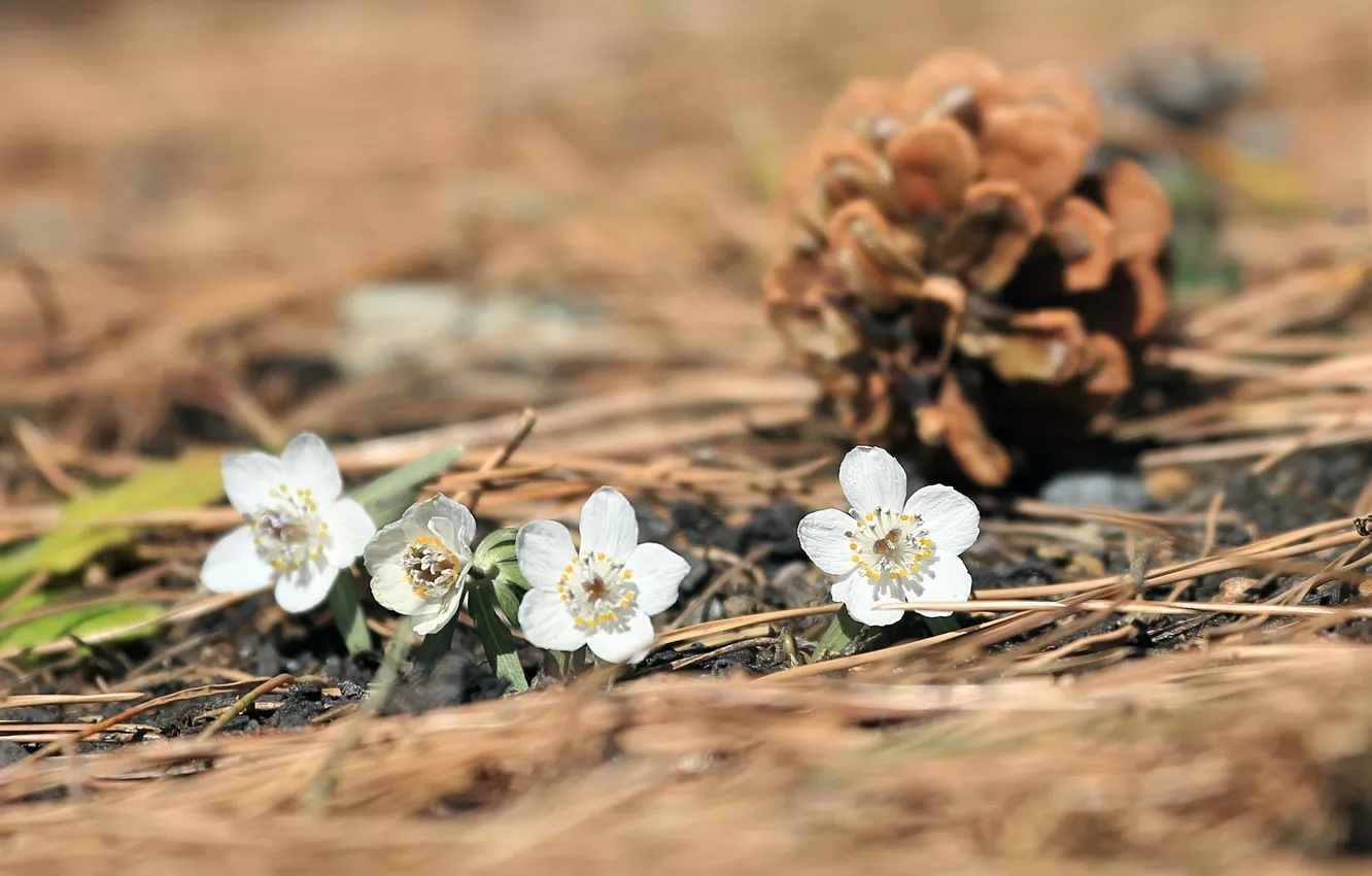 Photo wallpaper macro, flowers, bumps