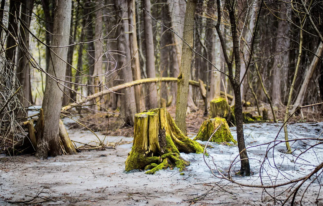 Photo wallpaper forest, nature, stump