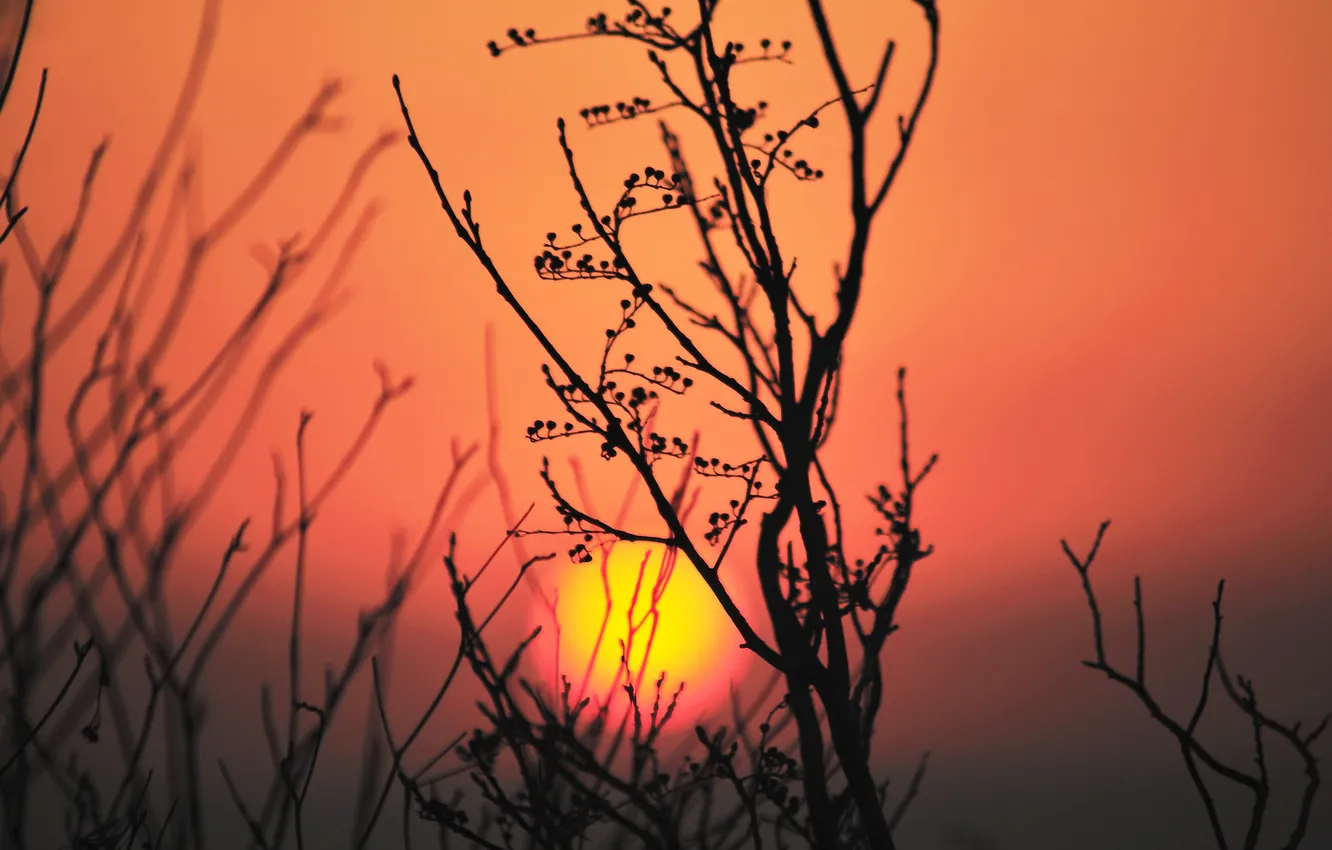 Photo wallpaper the sky, the sun, sunset, plant, silhouette