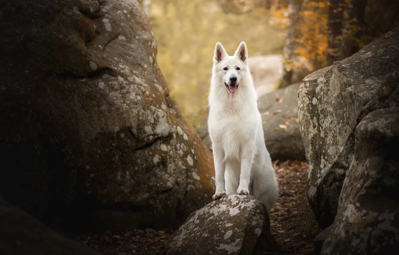 Photo wallpaper stones, dog, The white Swiss shepherd dog