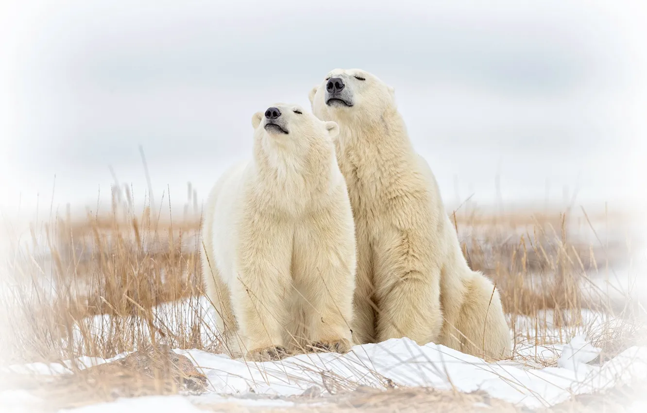Photo wallpaper bear, a couple, polar bears, polar bears
