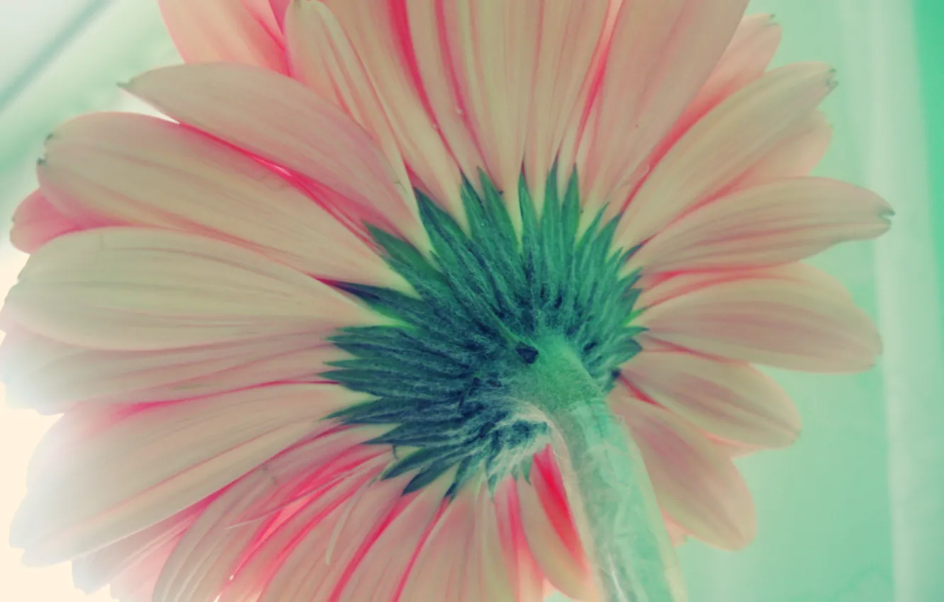 Photo wallpaper Flower, back, gerbera