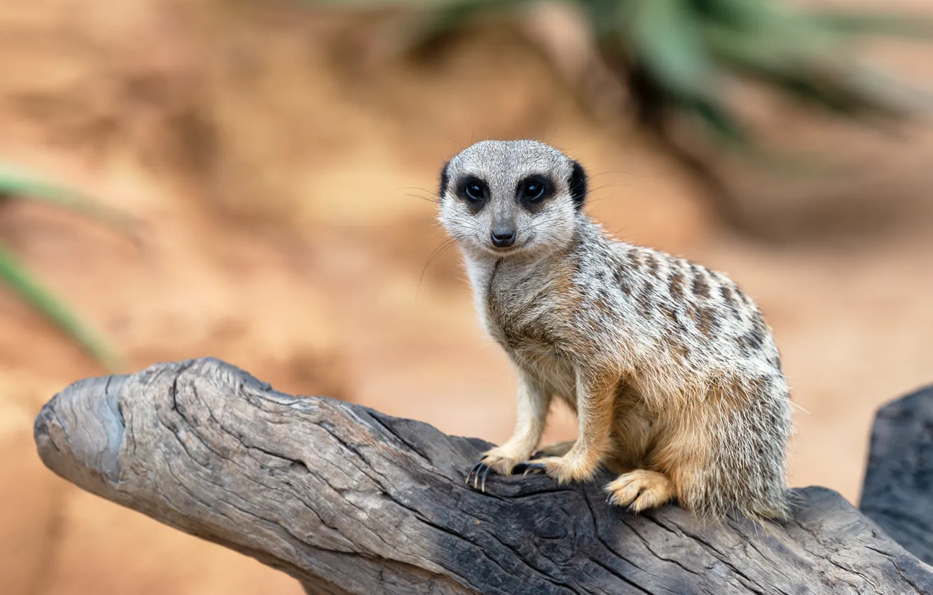 Photo wallpaper trees, meerkats, bitches