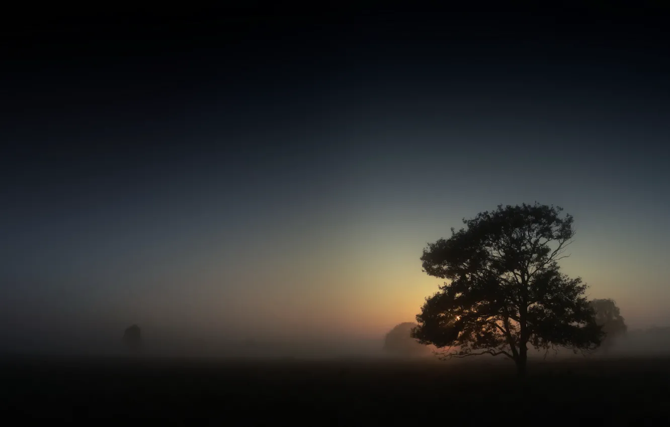 Photo wallpaper fog, Tree, morning