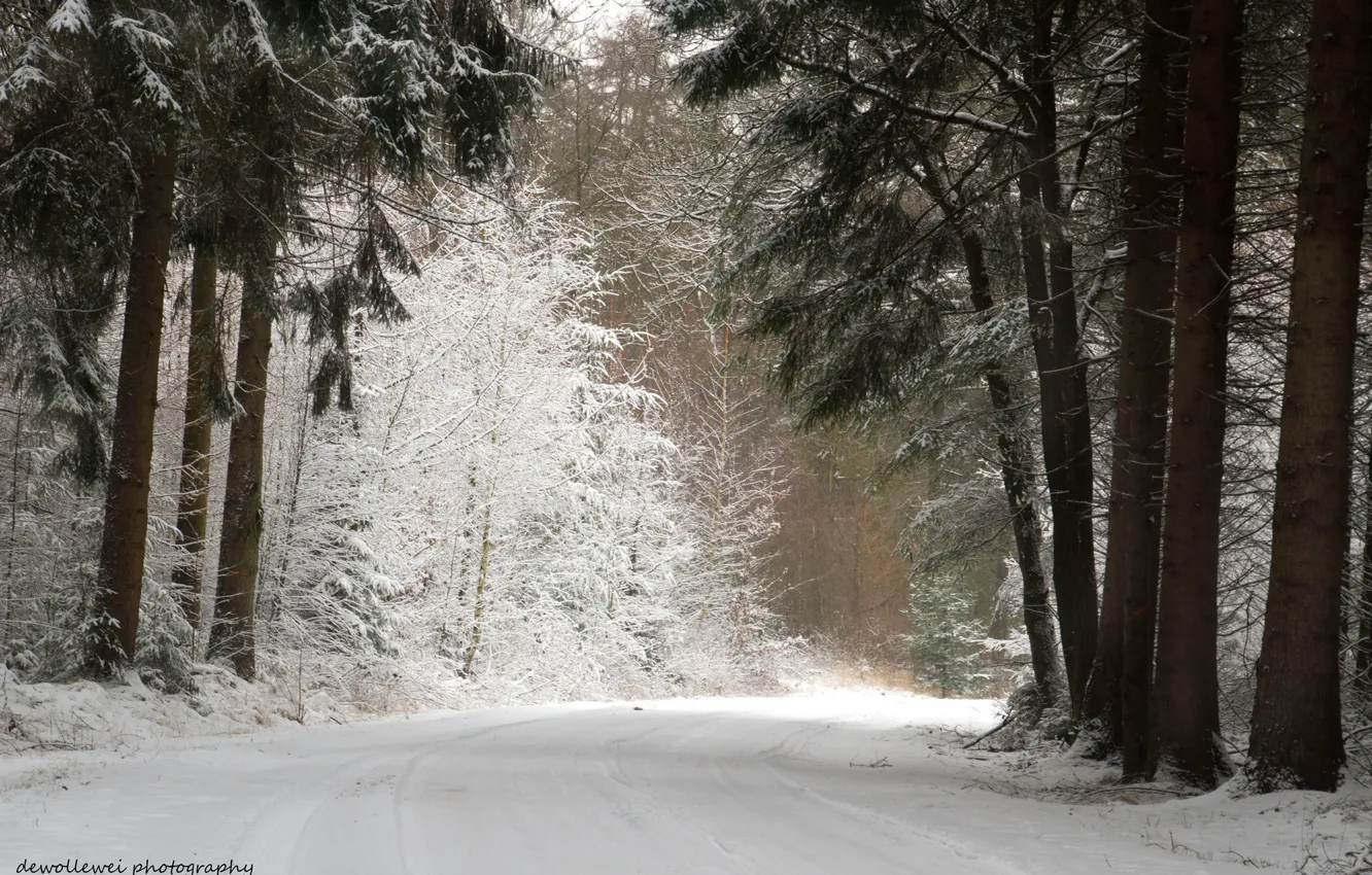 Photo wallpaper winter, road, forest, snow, pine, Dewollewei