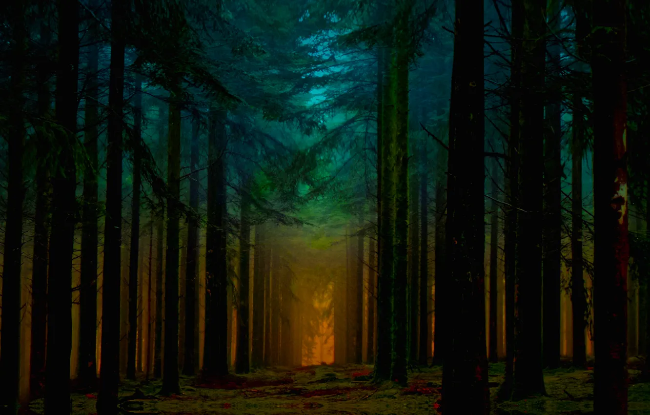 Photo wallpaper forest, blue, beautiful, sunrise, fantastic, orange, Ligth, Beam