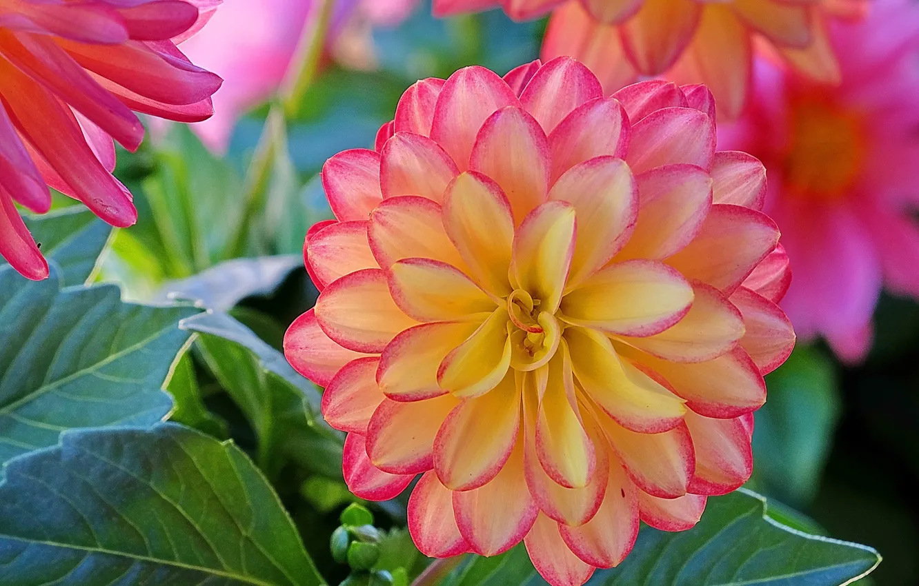 Photo wallpaper macro, petals, dahlias