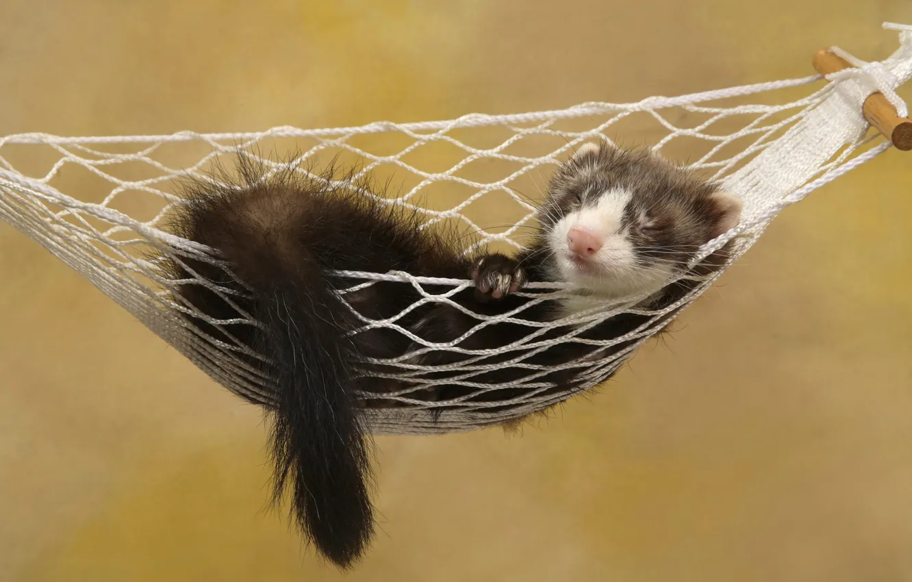 Photo wallpaper hammock, polecat, ferret