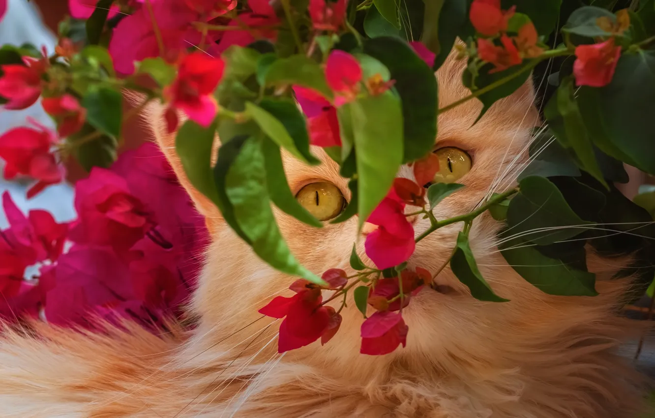 Photo wallpaper cat, look, face, leaves, flowers, branches, garden, red