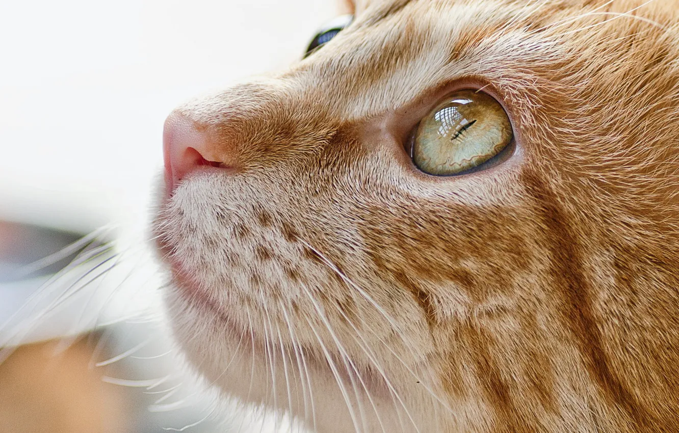 Photo wallpaper cat, look, Wallpaper, red, muzzle