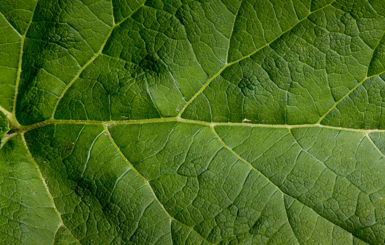 Photo wallpaper green, pattern, Large, leaf