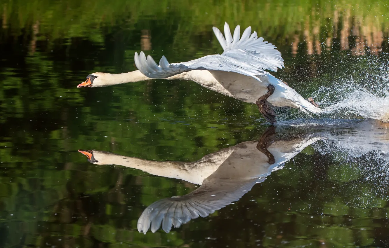 Photo wallpaper white, water, squirt, pose, reflection, bird, wings, Swan